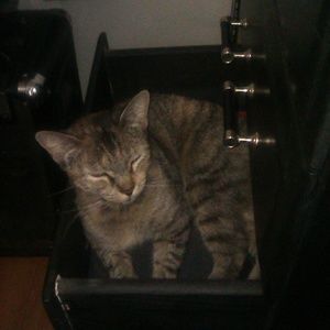 Meet your Posher, Brandy